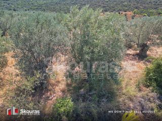 Αγροτεμάχια 5.464 τ.μ. προς πώληση, Ασκληπιείο-thumb-3