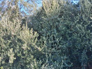 Διαμέρισμα 52 τ.μ. για πώληση, Μεσσηνία, Καλαμάτα-thumb-10
