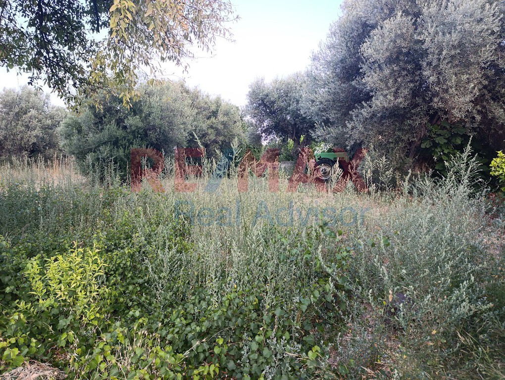 Οικόπεδο 1.231 τ.μ. προς πώληση, Αυλώνα Αττικής