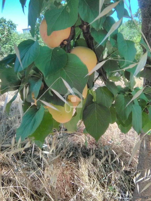 Οικόπεδο 2.900 τ.μ. πρός πώληση, Μεσσηνία, Άριο