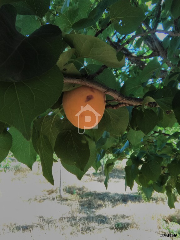 Οικόπεδο 2.900 τ.μ. πρός πώληση, Μεσσηνία, Άριο