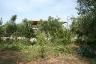 Οικόπεδο 2.900 τ.μ. πρός πώληση, Μεσσηνία, Άριο-thumb-19