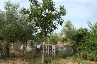 Οικόπεδο 2.900 τ.μ. πρός πώληση, Μεσσηνία, Άριο-thumb-20