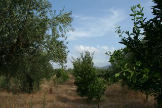 Οικόπεδο 2.900 τ.μ. πρός πώληση, Μεσσηνία, Άριο-thumb-28