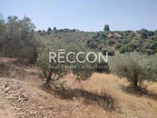 Αγροτεμάχια 3.400 τ.μ. προς πώληση, Ασμήνιο-thumb-3