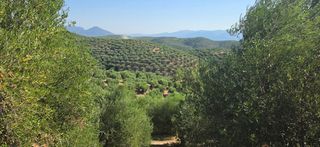 Αγροτεμάχια 35.744 τ.μ. για πώληση