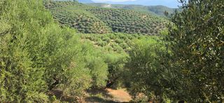 Αγροτεμάχια 35.744 τ.μ. για πώληση, Μεσσηνία, Αριστομένης-thumb-1