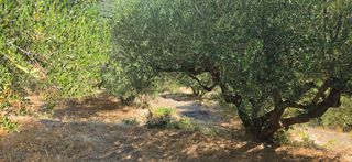 Αγροτεμάχια 35.744 τ.μ. για πώληση, Μεσσηνία, Αριστομένης-thumb-2
