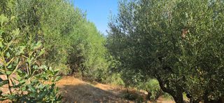 Αγροτεμάχια 35.744 τ.μ. για πώληση, Μεσσηνία, Αριστομένης-thumb-3