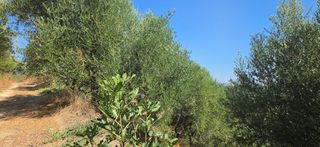 Αγροτεμάχια 35.744 τ.μ. για πώληση, Μεσσηνία, Αριστομένης-thumb-4