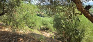 Αγροτεμάχια 35.744 τ.μ. για πώληση, Μεσσηνία, Αριστομένης-thumb-5