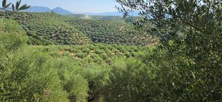 Αγροτεμάχια 35.744 τ.μ. για πώληση, Μεσσηνία, Αριστομένης-thumb-6