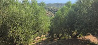 Αγροτεμάχια 35.744 τ.μ. για πώληση, Μεσσηνία, Αριστομένης-thumb-7