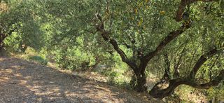 Αγροτεμάχια 35.744 τ.μ. για πώληση, Μεσσηνία, Αριστομένης-thumb-8