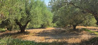 Αγροτεμάχια 35.744 τ.μ. για πώληση, Μεσσηνία, Αριστομένης-thumb-9