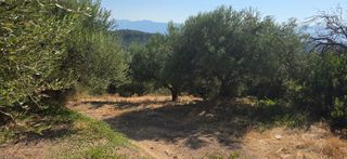 Αγροτεμάχια 35.744 τ.μ. για πώληση, Μεσσηνία, Αριστομένης-thumb-10