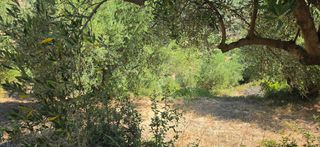 Αγροτεμάχια 35.744 τ.μ. για πώληση, Μεσσηνία, Αριστομένης-thumb-14