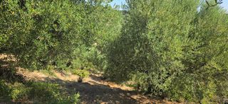 Αγροτεμάχια 35.744 τ.μ. για πώληση, Μεσσηνία, Αριστομένης-thumb-15