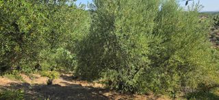 Αγροτεμάχια 35.744 τ.μ. για πώληση, Μεσσηνία, Αριστομένης-thumb-16