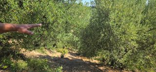 Αγροτεμάχια 35.744 τ.μ. για πώληση, Μεσσηνία, Αριστομένης-thumb-17
