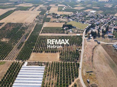 Αγροτεμάχια 6.129 τ.μ. πρός πώληση