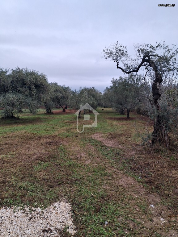 Αγροτεμάχια 720 τ.μ. πρός πώληση, Ν. Καβάλας, Θάσος