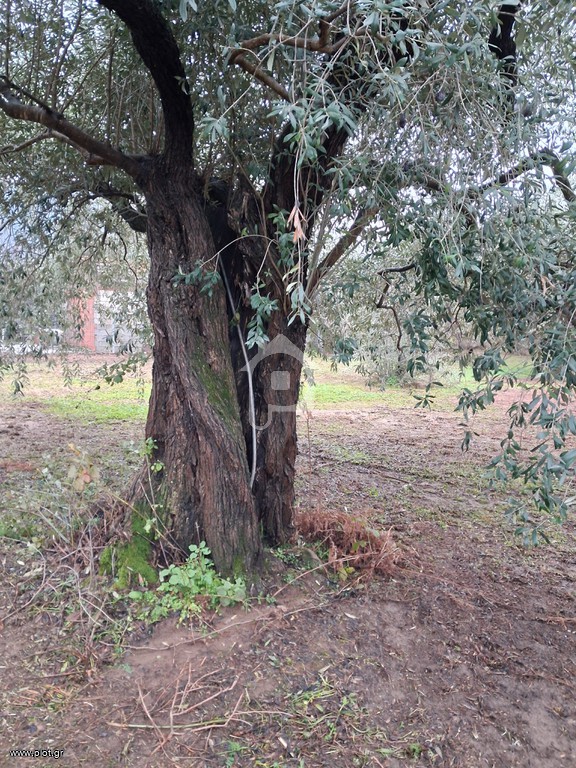 Αγροτεμάχια 720 τ.μ. πρός πώληση, Ν. Καβάλας, Θάσος