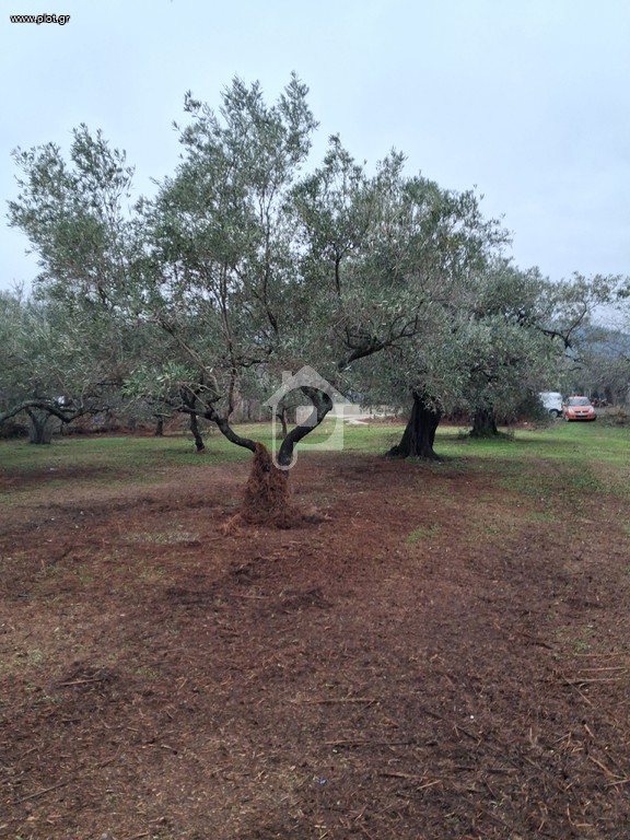 Αγροτεμάχια 720 τ.μ. πρός πώληση, Ν. Καβάλας, Θάσος