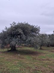 Αγροτεμάχια 1.439 τ.μ. για πώληση, Ν. Καβάλας, Θάσος-thumb-6