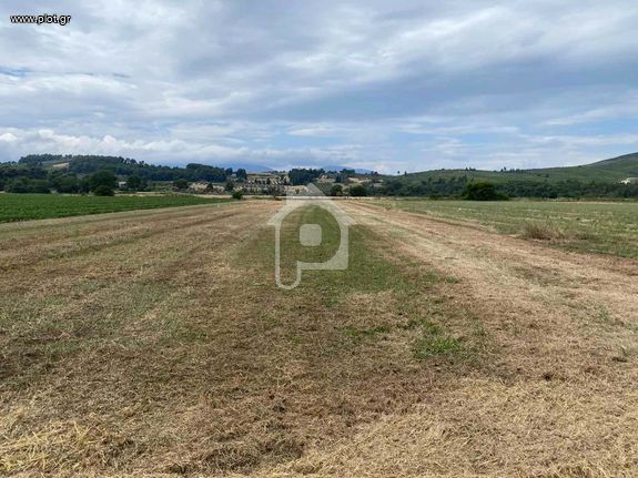 Αγροτεμάχια 6.500 τ.μ. για πώληση, Εύβοια, Κηρέα