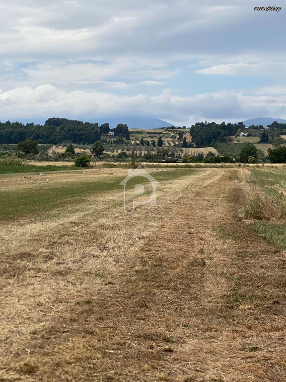 Αγροτεμάχια 6.500 τ.μ. προς πώληση, Κρύα Βρύση Κηρέως