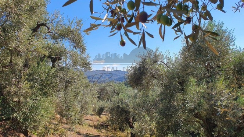 Αγροτεμάχια 14.700 τ.μ. πρός πώληση, Μαγνησία, Μηλιές