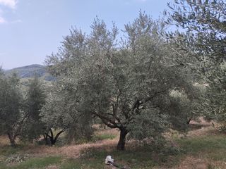 Αγροτεμάχια 100.000 τ.μ. για πώληση, Μεσσηνία, Νέστορας-thumb-10