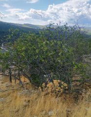 Οικόπεδο 423 τ.μ. για πώληση, Ν. Καβάλας, Θάσος-thumb-9