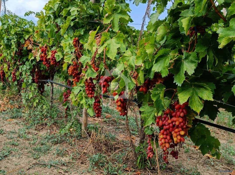 Αγροτεμάχια 50.000 τ.μ. προς ενοικίαση, Βοιωτία, Τανάγρα