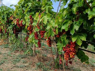 Αγροτεμάχια 50.000 τ.μ. για ενοικίαση