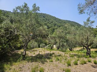 Αγροτεμάχια 5.758 τ.μ. για πώληση