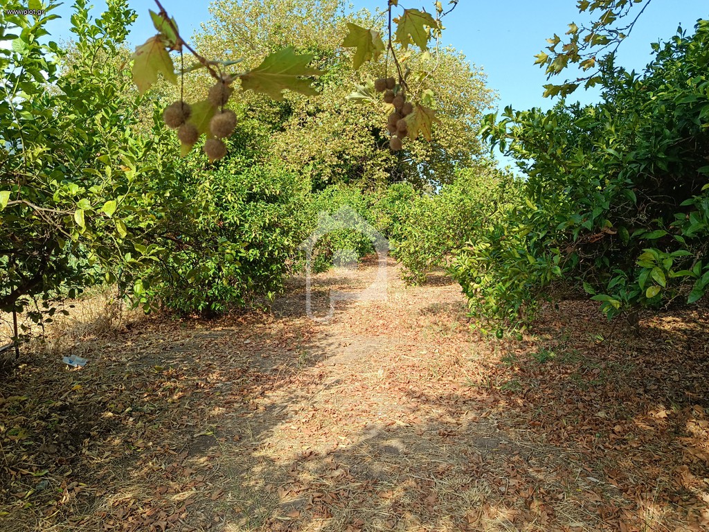 Αγροτεμάχια 1.982 τ.μ. προς ενοικίαση, Αχαΐα, Διακοπτό