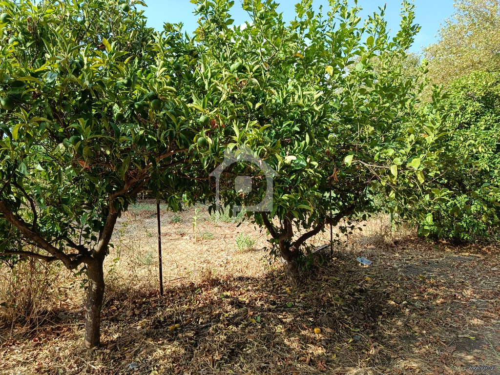 Αγροτεμάχια 1.982 τ.μ. προς ενοικίαση, Αχαΐα, Διακοπτό