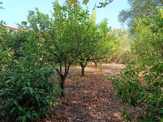 Αγροτεμάχια 1.982 τ.μ. για ενοικίαση, Αχαΐα, Διακοπτό-thumb-8