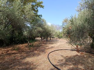 Αγροτεμάχια 1.982 τ.μ. για ενοικίαση, Αχαΐα, Διακοπτό-thumb-11