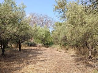 Αγροτεμάχια 1.982 τ.μ. για ενοικίαση, Αχαΐα, Διακοπτό-thumb-12