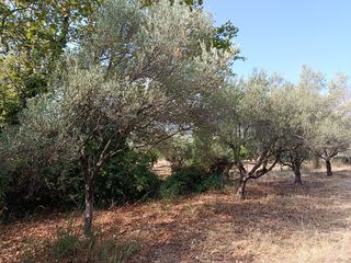 Αγροτεμάχια 1.982 τ.μ. για ενοικίαση, Αχαΐα, Διακοπτό-thumb-13