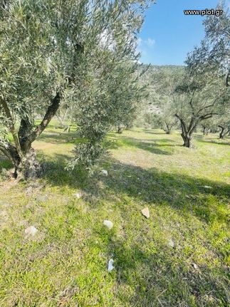 Αγροτεμάχια 22.000 τ.μ. για πώληση, Φθιώτιδας, Λαμία