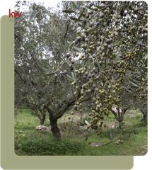 Αγροτεμάχια 3.660 τ.μ. για πώληση, Μεσσηνία, Αυλώνα-thumb-1