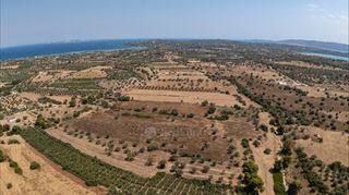 Αγροτεμάχια 32.821 τ.μ. για πώληση, Αργολίδα, Κρανίδι-thumb-8
