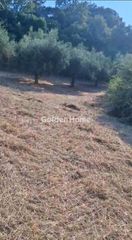 Αγροτεμάχια 4.665 τ.μ. για πώληση