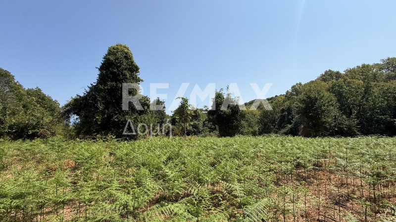 Αγροτεμάχια 4.837 τ.μ. πρός πώληση, Μαγνησία, Μούρεσι