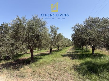 Αγροτεμάχια 7.928 τ.μ. προς πώληση