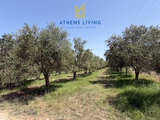 Αγροτεμάχια 7.928 τ.μ. για πώληση